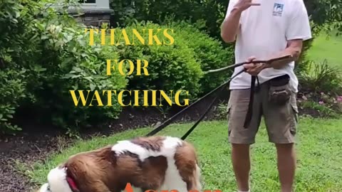 Aspen Shaping 5 Points Paw short 3