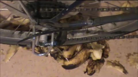Running Over Banana with Bike