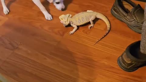 Puppy plays with bearded dragon