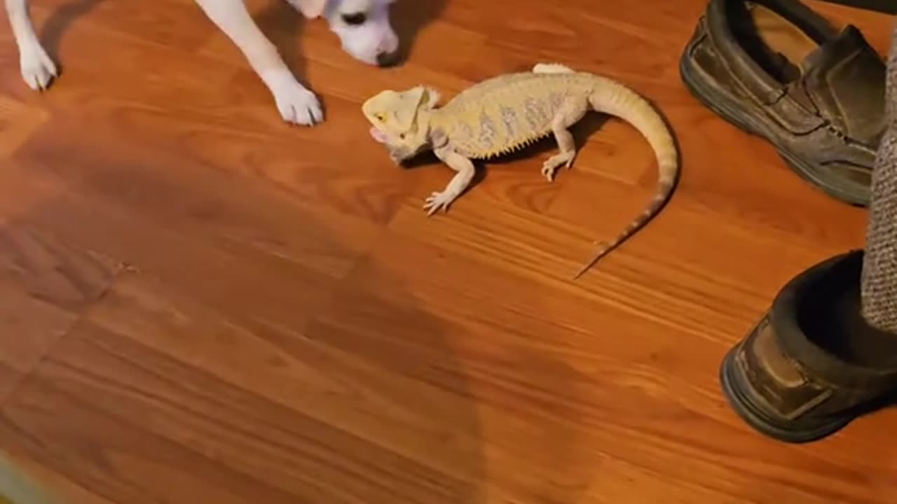 Puppy plays with bearded dragon
