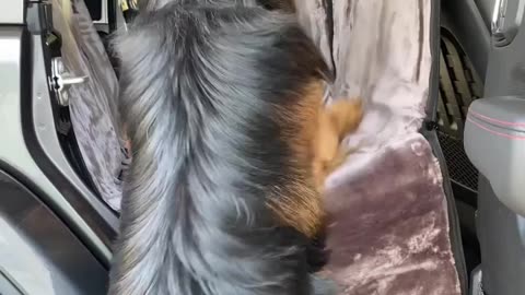 Pet lover