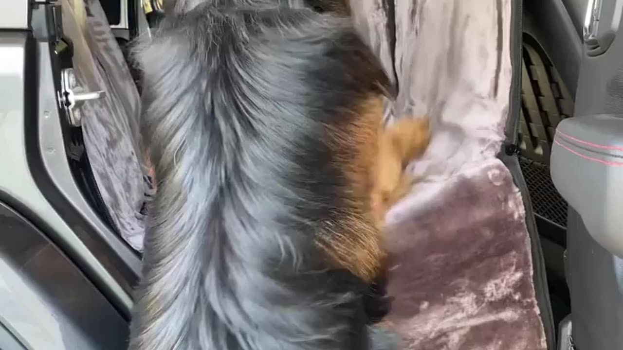 Pet lover