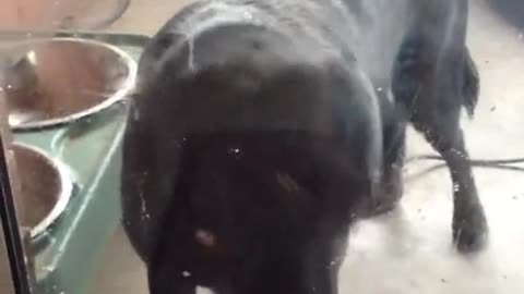 Canine ears employ seventeen distinct muscles 👂