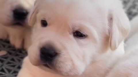 Puppy 🐈