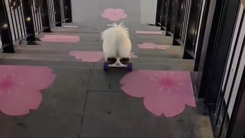 The dog is playing skateboard.