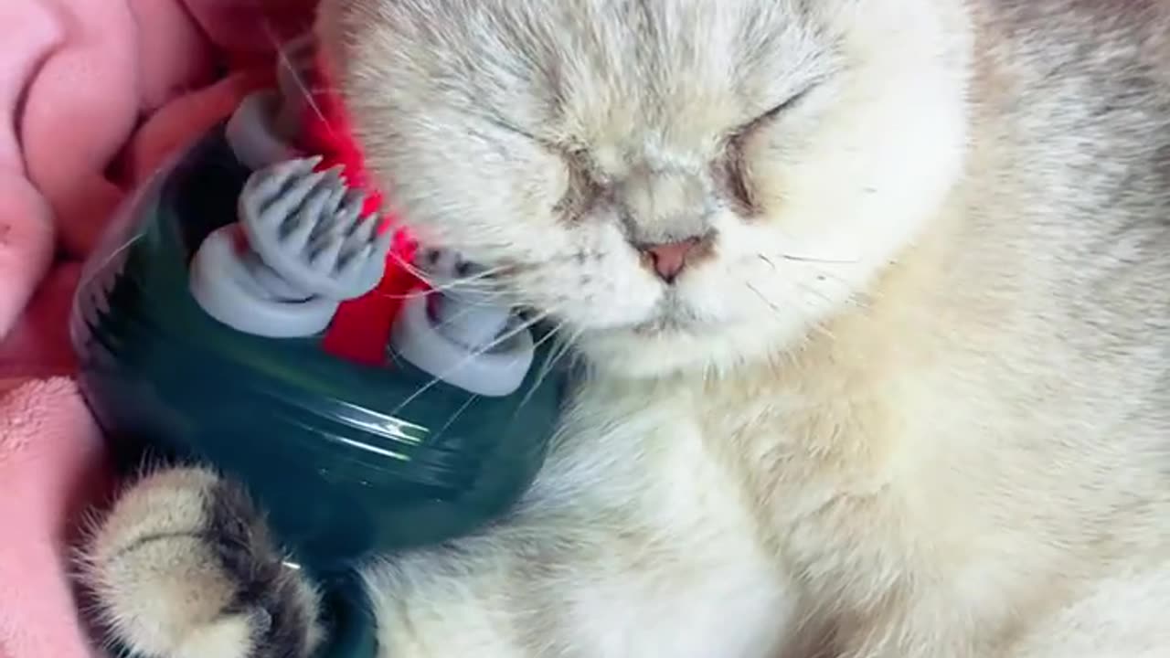 Looking at the cat's face full of enjoyment makes me angry