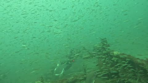 5.6.25 Scuba Diving St Augustine FL - Little Barge
