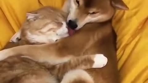 Cat and dogs are friends.