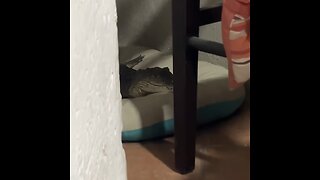 Cocodrilo visita inesperadamente el hogar de una mujer en México