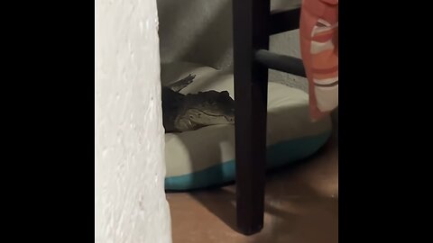 Cocodrilo visita inesperadamente el hogar de una mujer en México
			