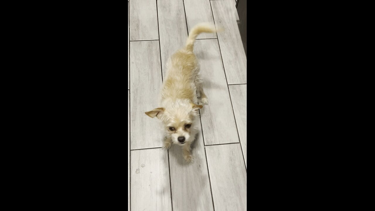 Phx Kruger Dogs video of the day