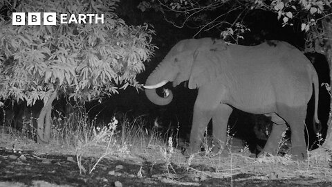 Conflict Between Elephants and Village Farmers | 4K UHD | Kingdom | BBC Earth