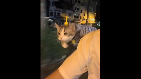 Flying Cat