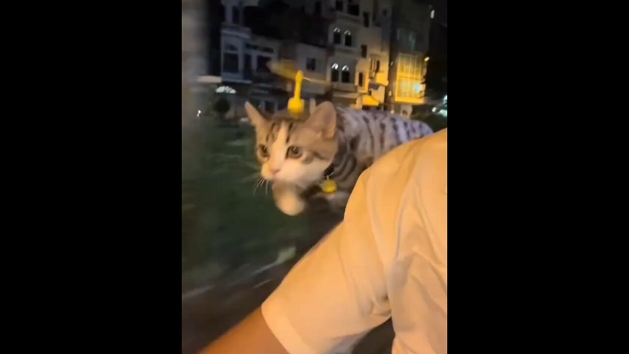 Flying Cat