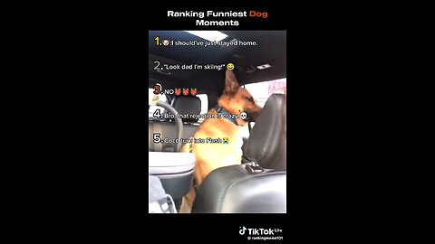 funniest dog moments😂