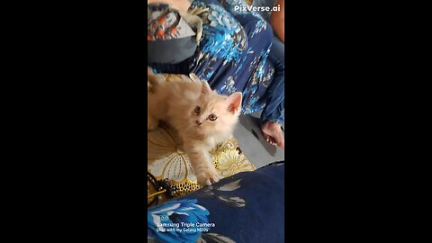 change ur pet dress like a princess