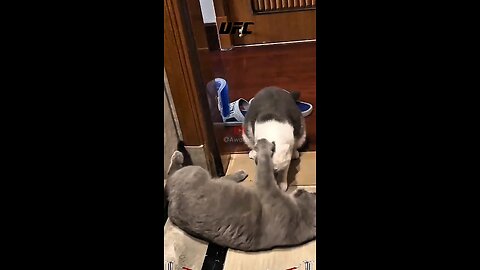 cat vs cat round 3