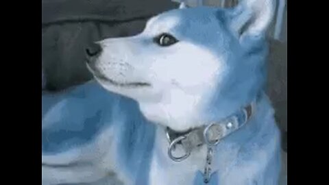 Blue Snow Doge