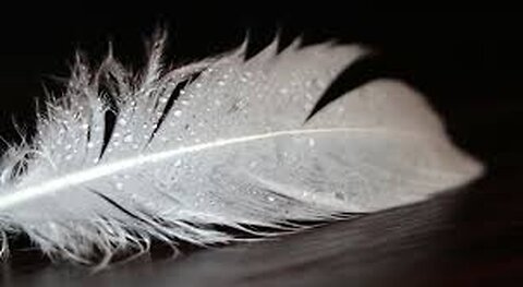 You can keep your white feather. Better yet....