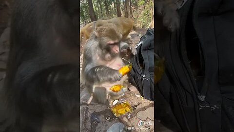 Eat 4 bread monkeys