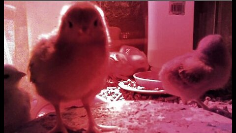Baby Chickens Hamming It Up - Day 06 part 2