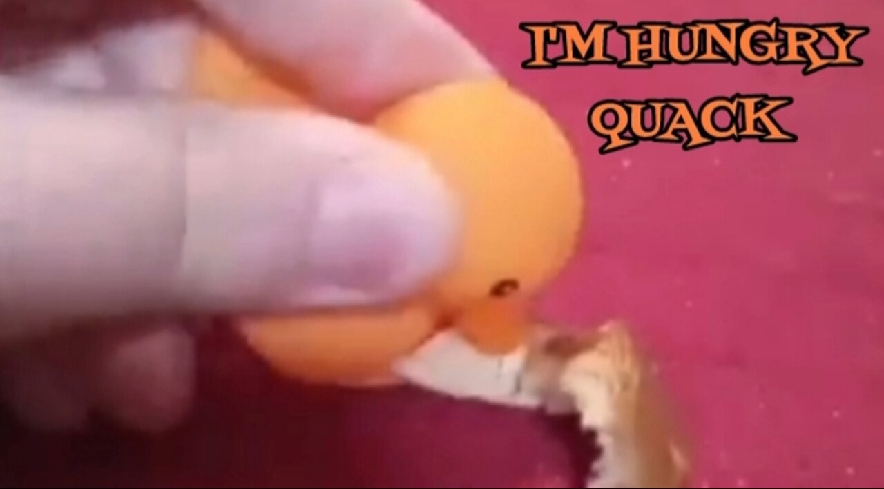 I'm Hungry Quack