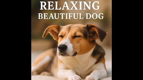 Relaxing cute dog