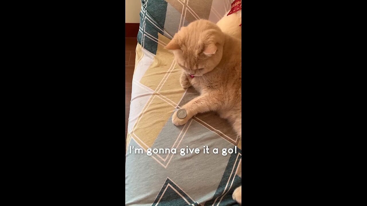Amazing cat performs trick😍😍