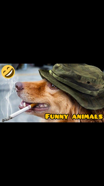 Just laugh cute animals 🐶