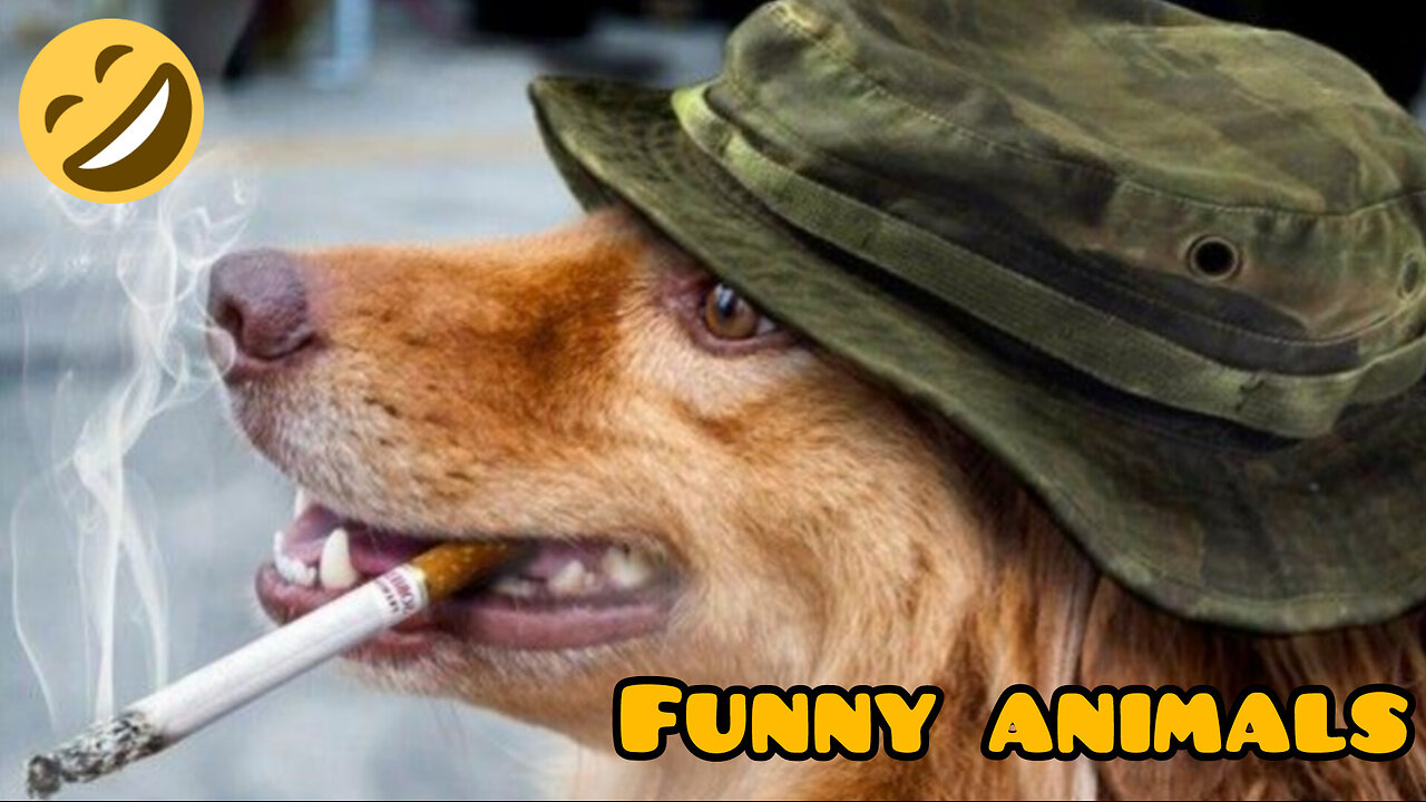 Just laugh cute animals 🐶