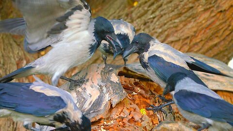 Bunch of Hooded Crows in a Tree Eating Oats