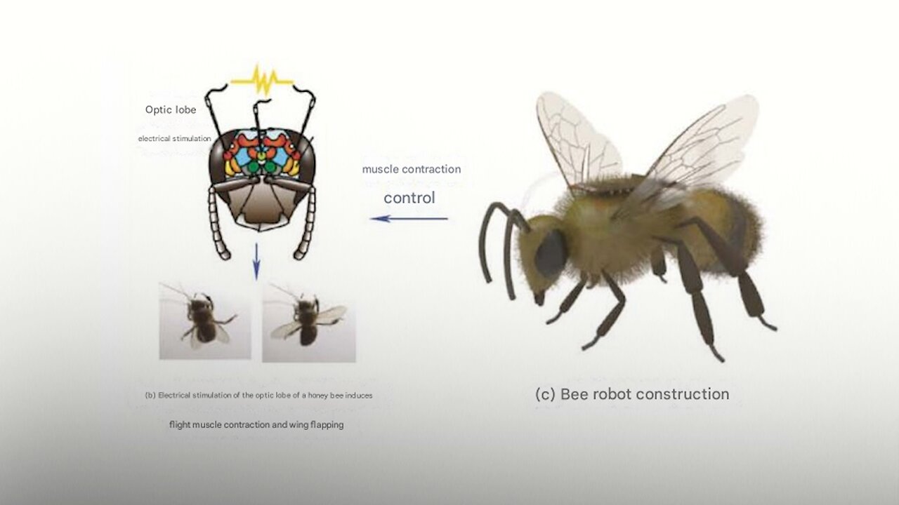 🐝 China crea la primera abeja cíborg
