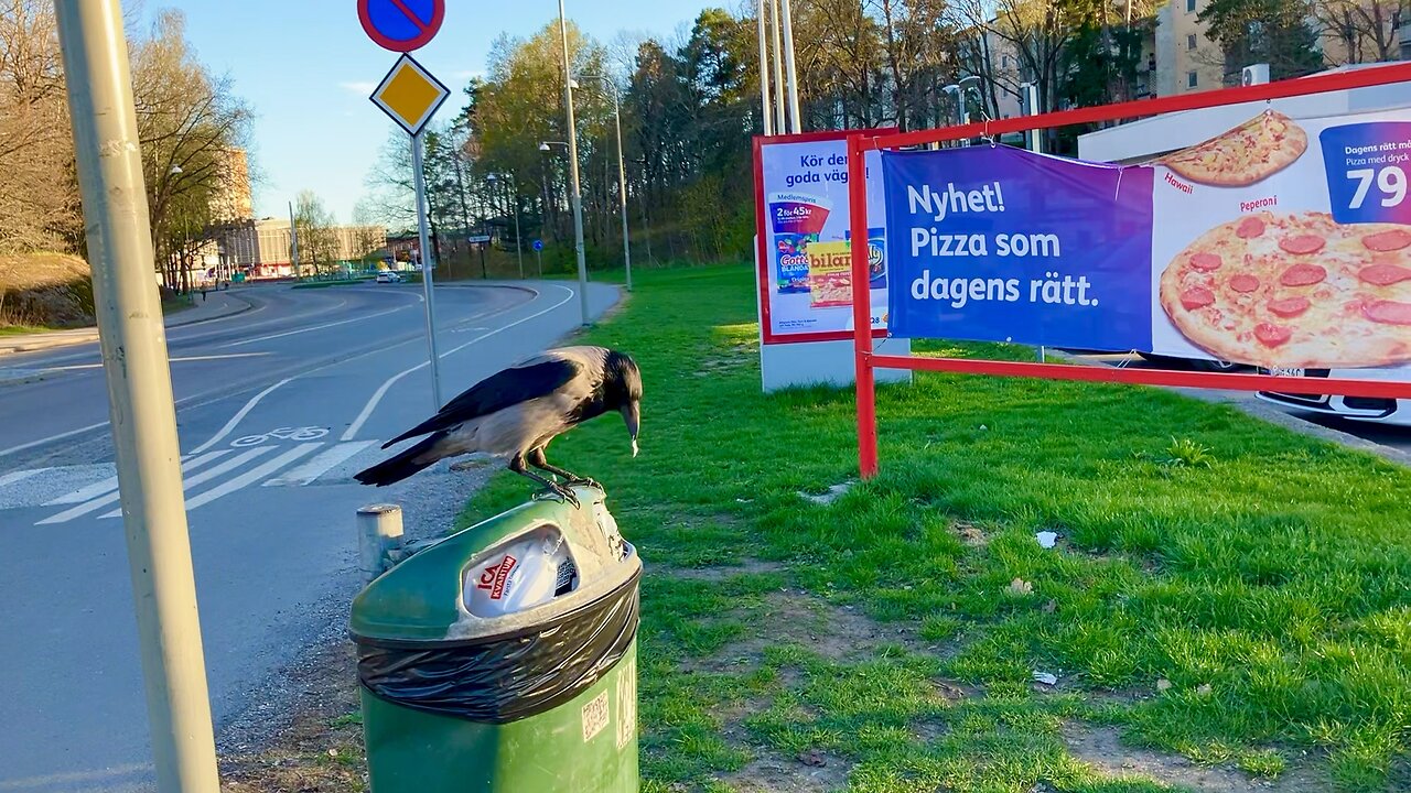 Kråka tagen på bar gärning i papperskorgen.