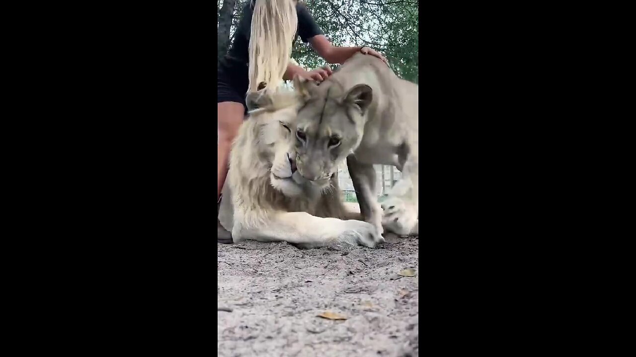 Big cats love affection too!