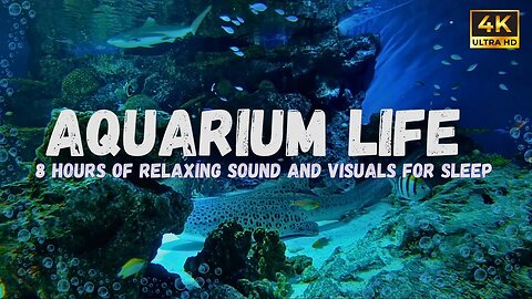8 Hour Aquarium Life White noise for sleeping or Relaxing