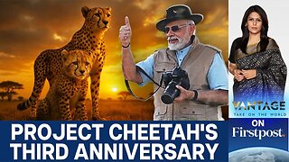 India’s Cheetah Comeback: Inside Project Cheetah’s Journey and Future | Vantage With Palki Sharma