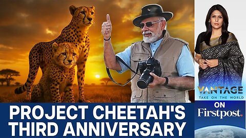 India’s Cheetah Comeback: Inside Project Cheetah’s Journey and Future | Vantage With Palki Sharma