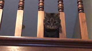 January 28, 2022 - Friday Stock Tips from Belle Bells The Cat