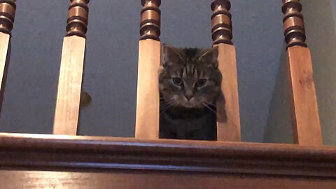 January 28, 2022 - Friday Stock Tips from Belle Bells The Cat