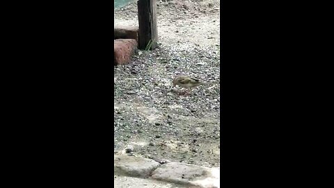 sparrow Bird
