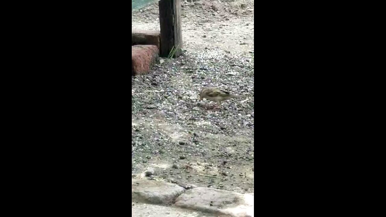 sparrow Bird