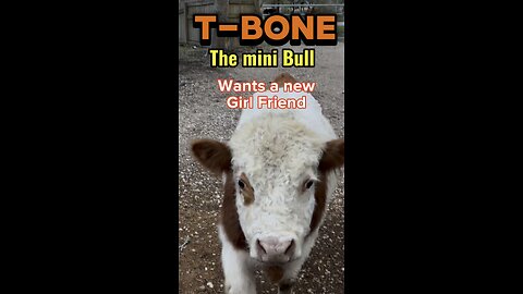 T-Bone has hit puberty. He wants a new or MORE girlfriends. He has an attitude and throws a fit!