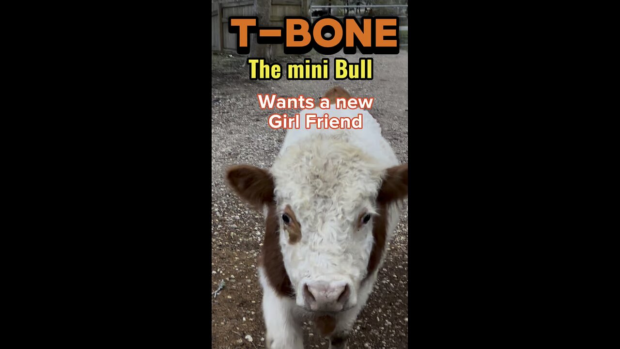 T-Bone has hit puberty. He wants a new or MORE girlfriends. He has an attitude and throws a fit!