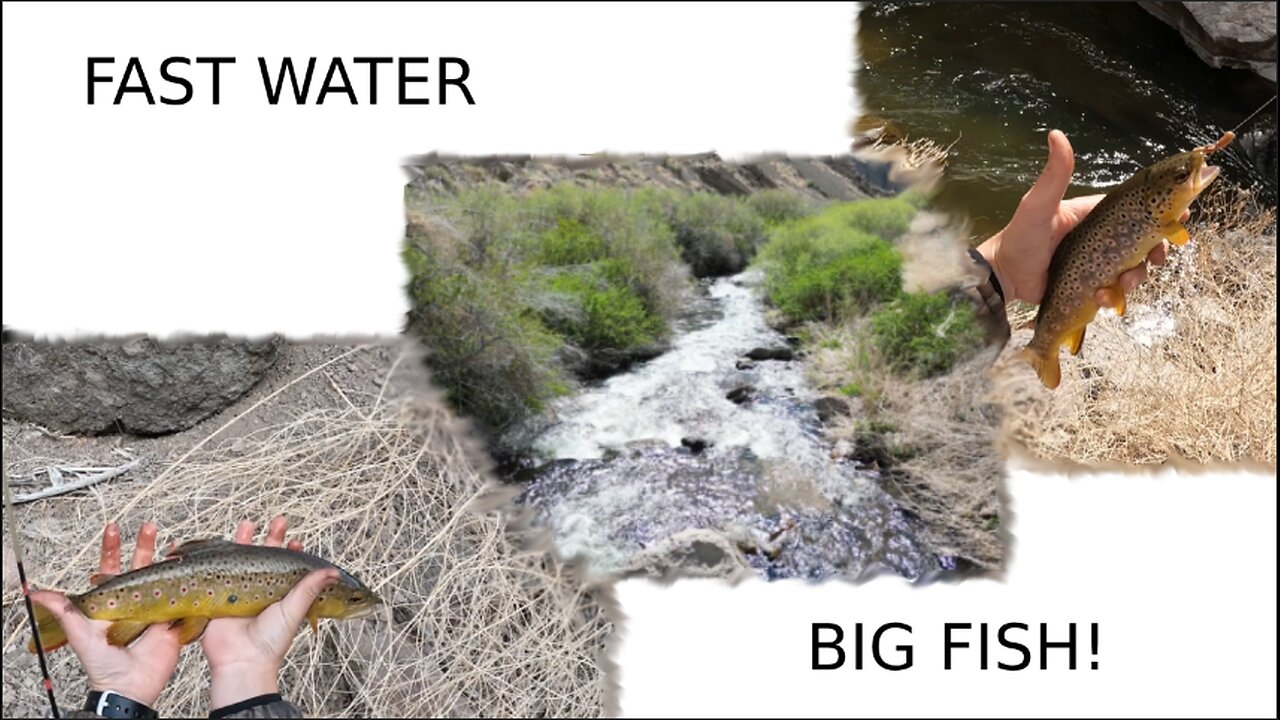 BIG Brown Trout and RUSHING Rivers