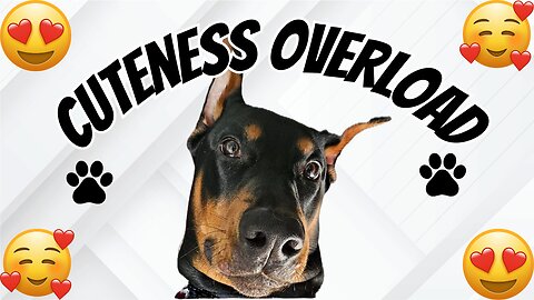 Doberman Knows I'm Such A Sucker