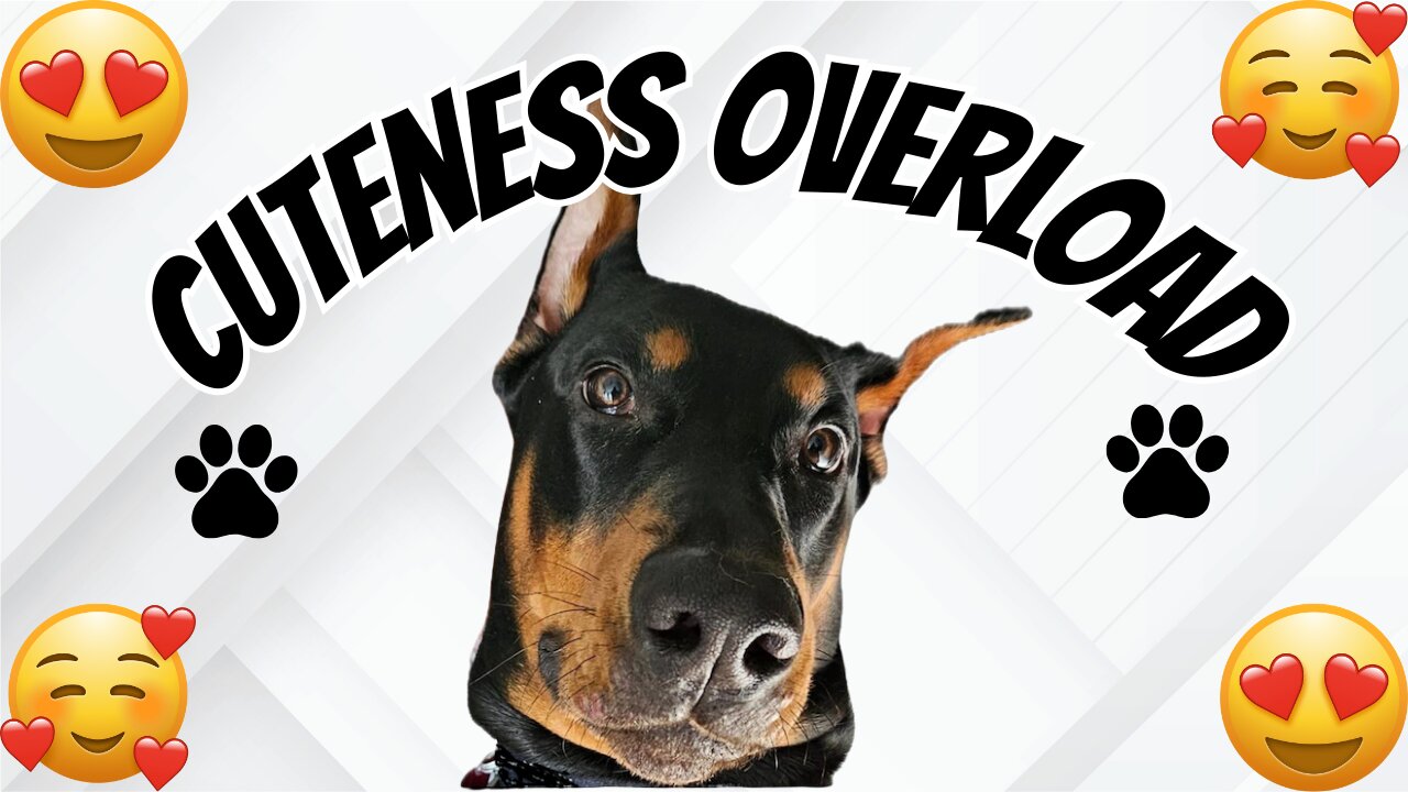 Doberman Knows I'm Such A Sucker