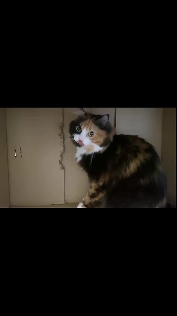 When Your Cat Thinks She’s a Beaver 🐱🪵