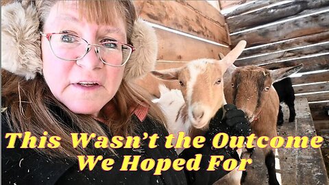 Really SAD News About Our PREGNANT Nigerian Dwarf GOAT!