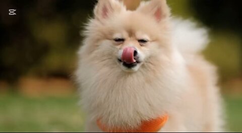 Baby Animals Waking Up & Eating Breakfast – Adorable Morning Chaos!