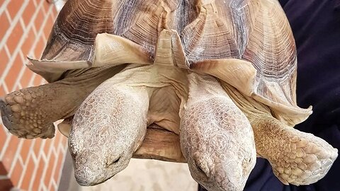 Turtle Instagram Funny and cute Videos compilation